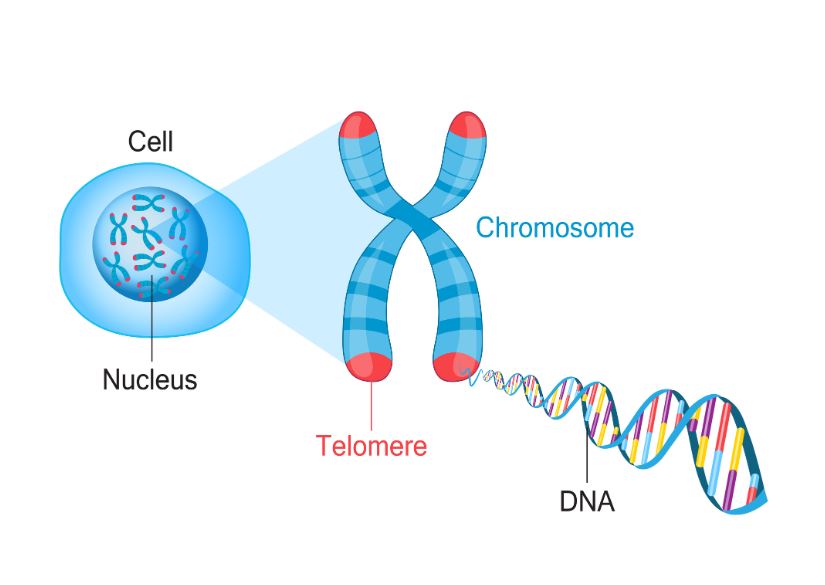 Variations In Telomere Lengthening Genes May Predispose Some People to Papillary Thyroid Cancer
